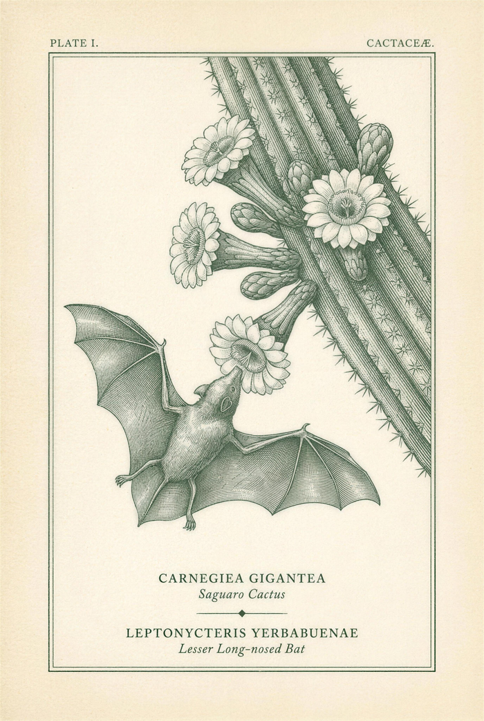 Botanical plate of saguaro cactus in bloom with a lesser long-nosed bat feeding