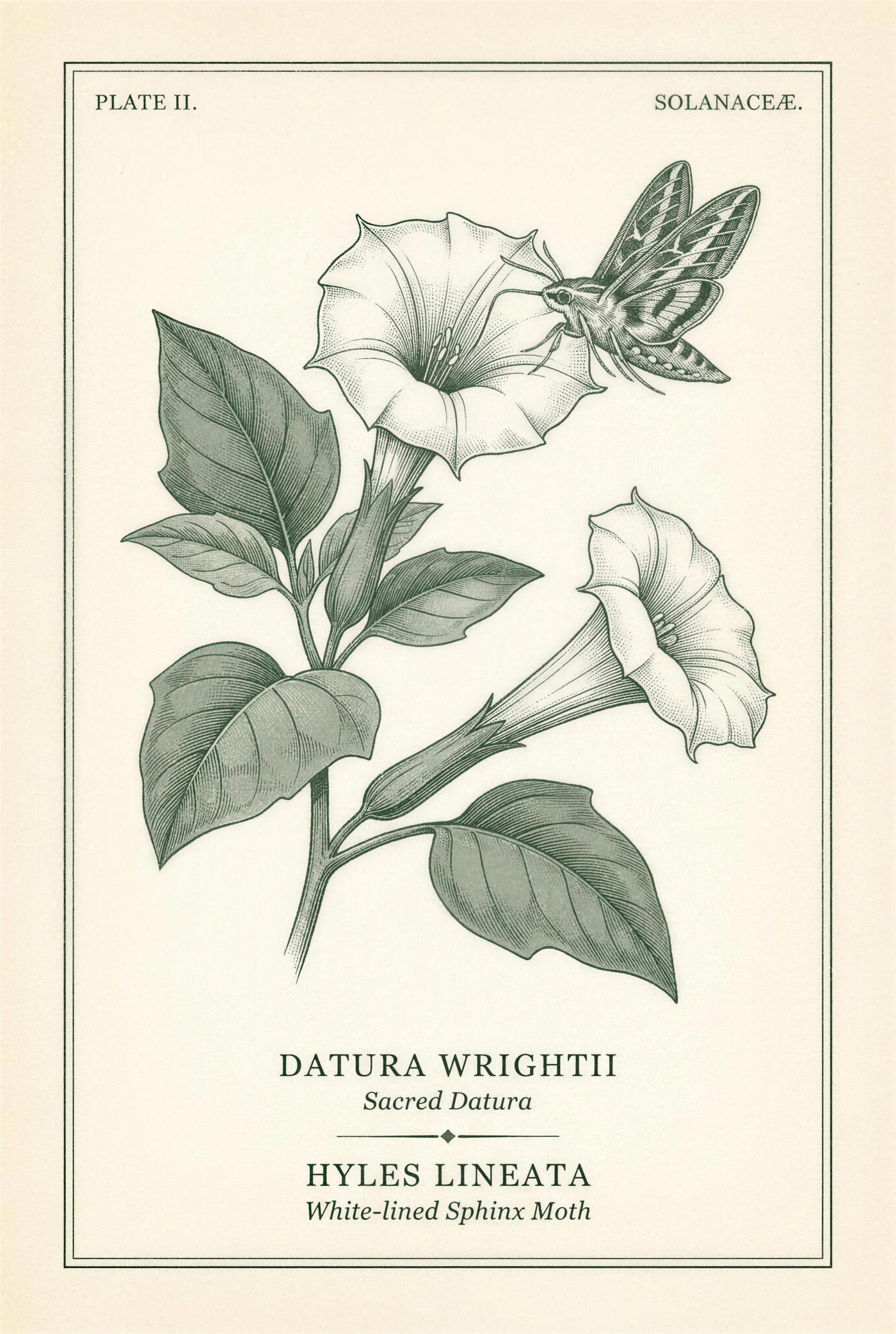 Botanical plate of sacred datura in bloom with a white-lined sphinx moth at the flower