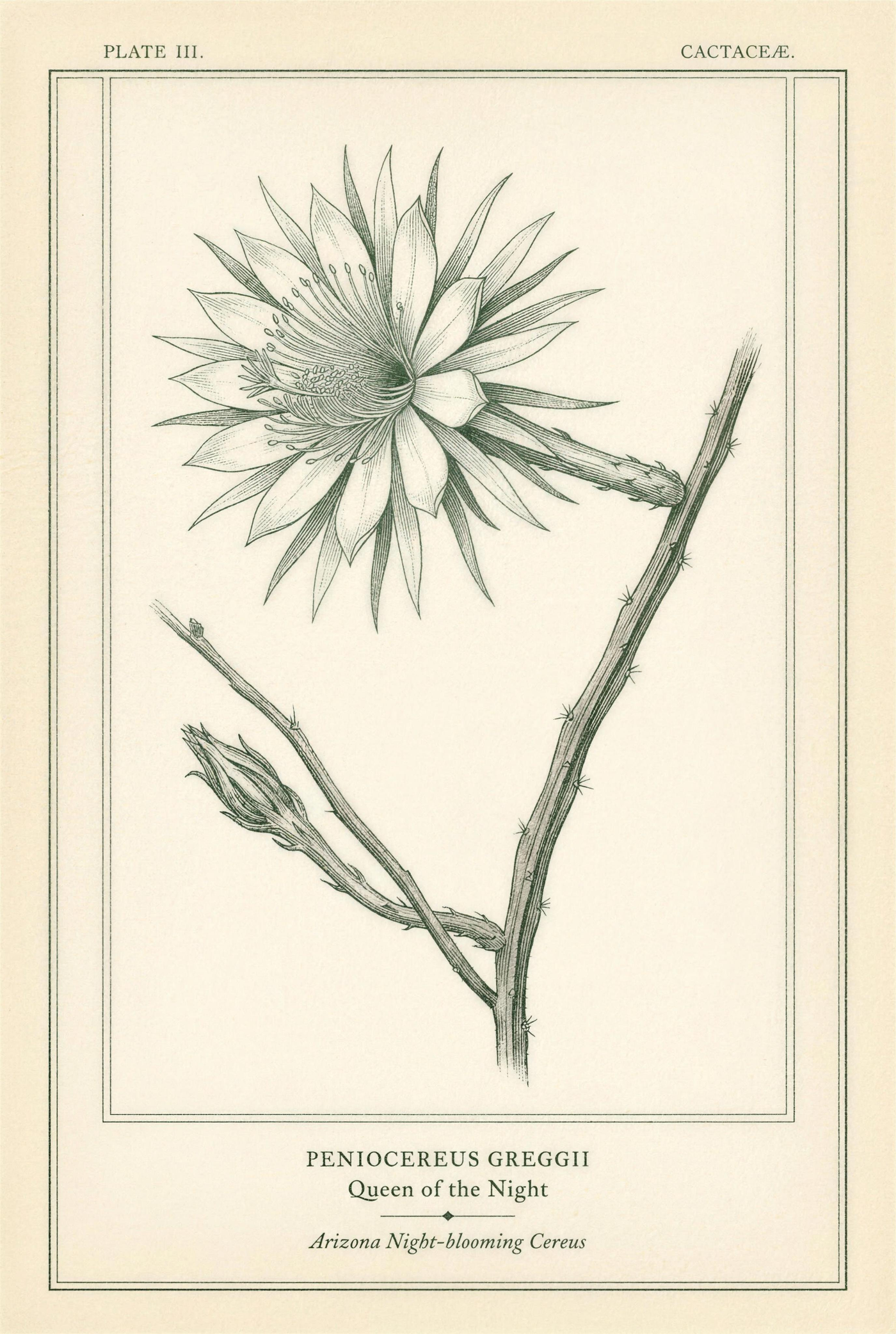 Botanical plate of Arizona night-blooming cereus with its single open flower and sparse thorned stems