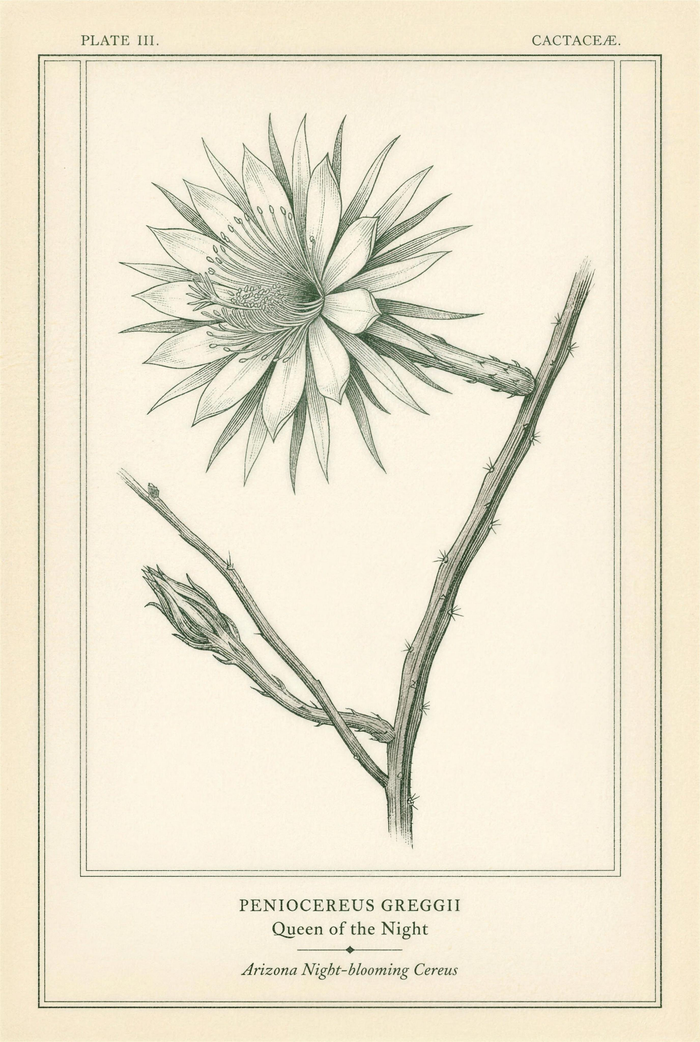 Botanical plate of Arizona night-blooming cereus with its single open flower and sparse thorned stems
