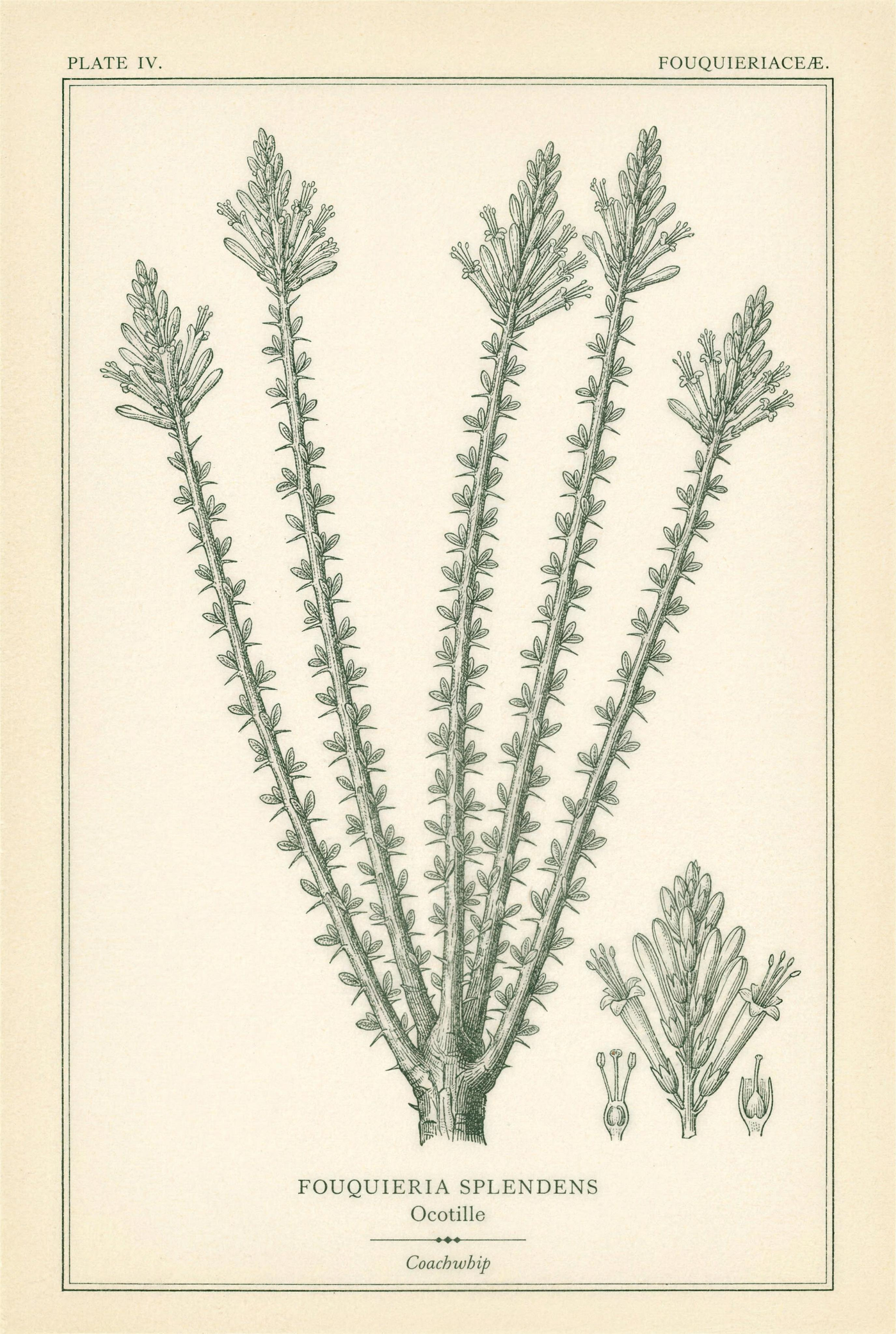 Botanical plate of ocotillo showing five flowering canes with leaf-lined thorned stems and a detail study of the tubular flowers and stamens