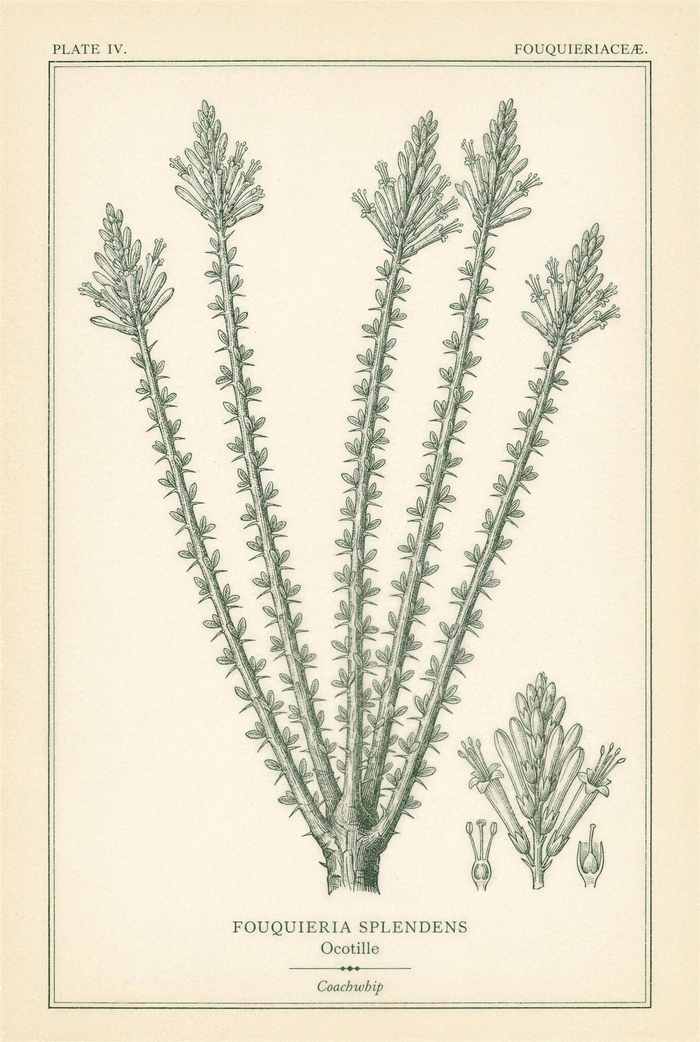 Botanical plate of ocotillo showing five flowering canes with leaf-lined thorned stems and a detail study of the tubular flowers and stamens