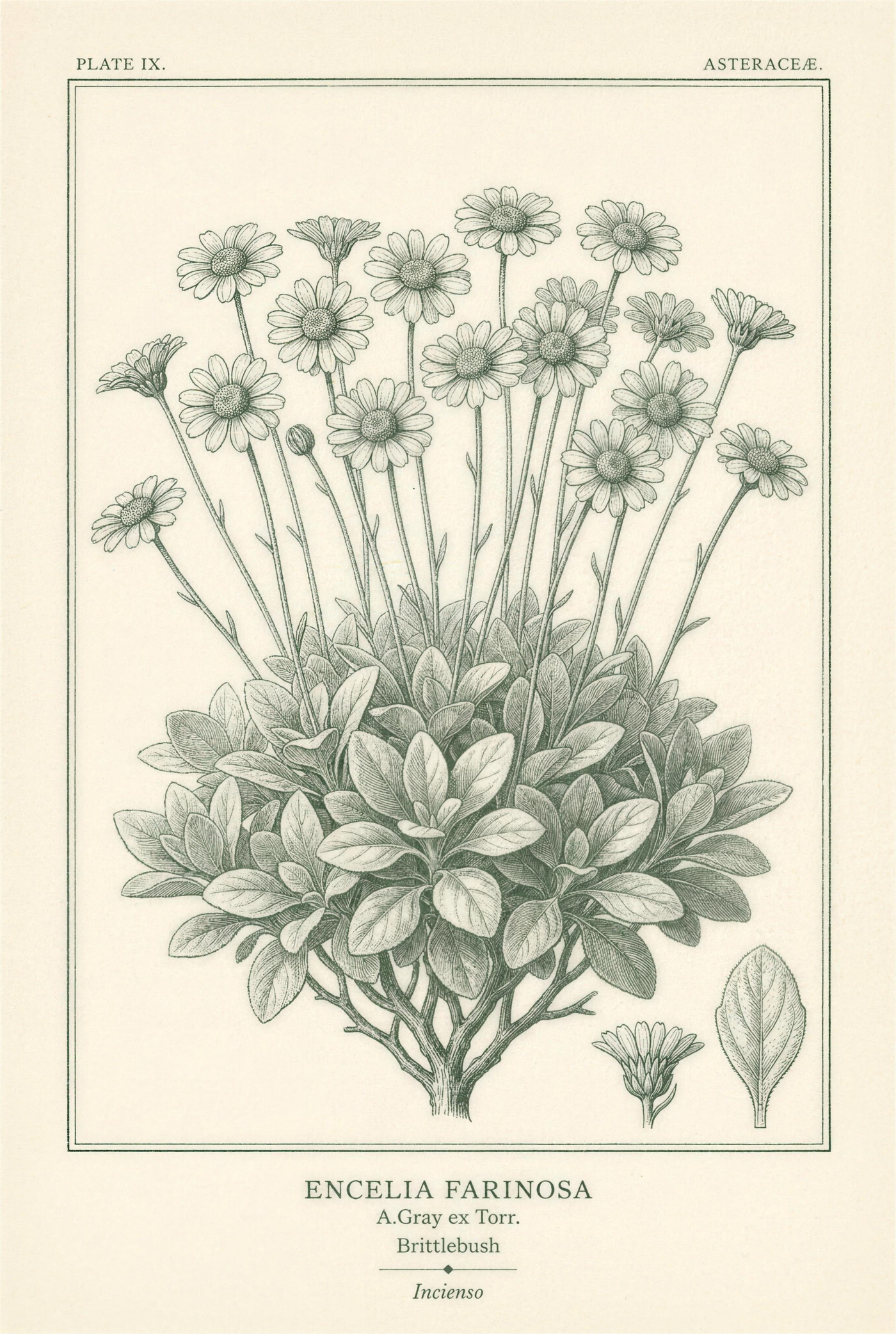 Botanical plate of brittlebush in full bloom above its mounded foliage, with detail studies of a single flower head and leaf
