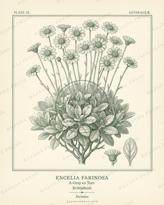 Botanical plate of brittlebush in full bloom above its mounded foliage, with detail studies of a single flower head and leaf