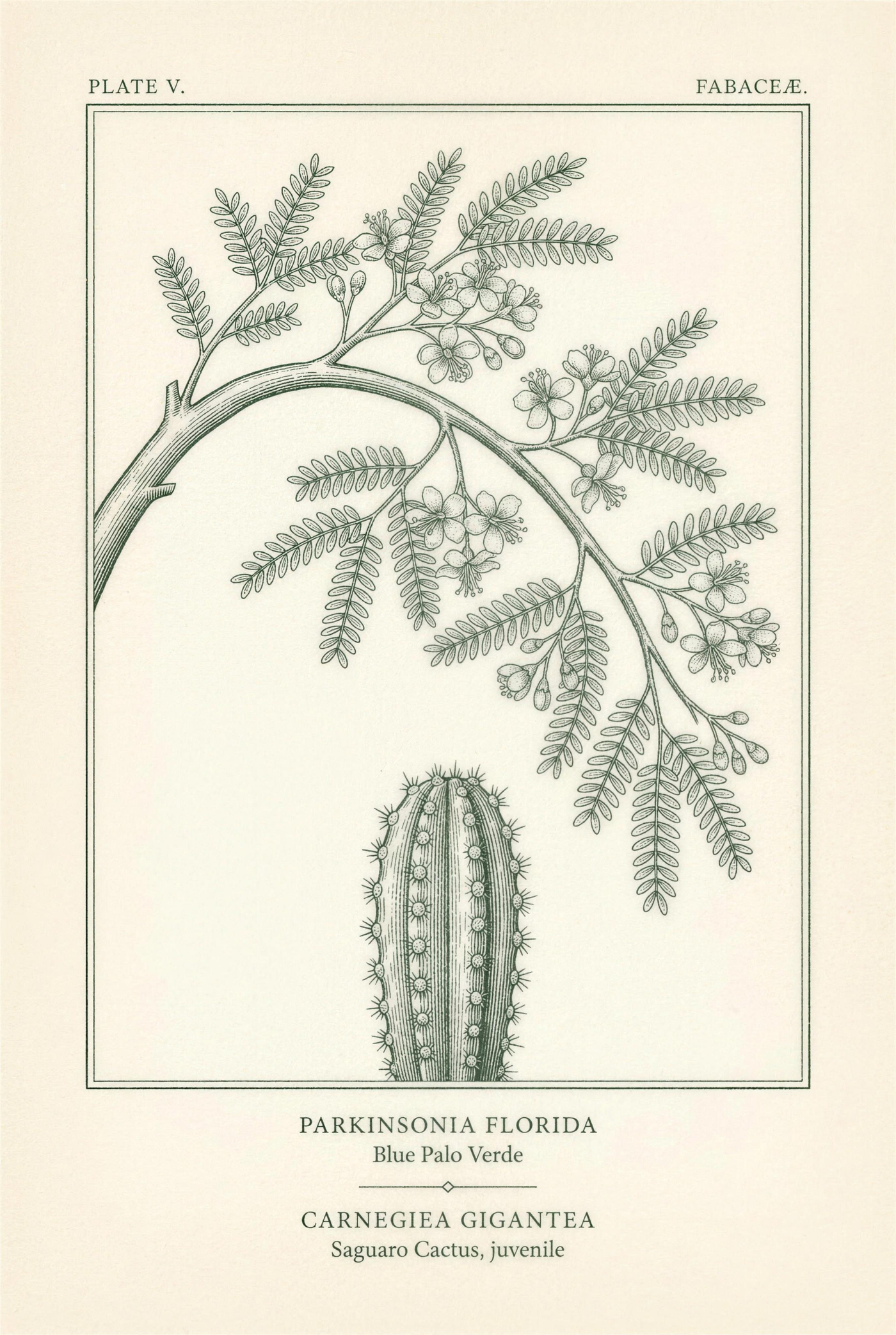 Botanical plate of a flowering blue palo verde branch sheltering a juvenile saguaro cactus beneath it