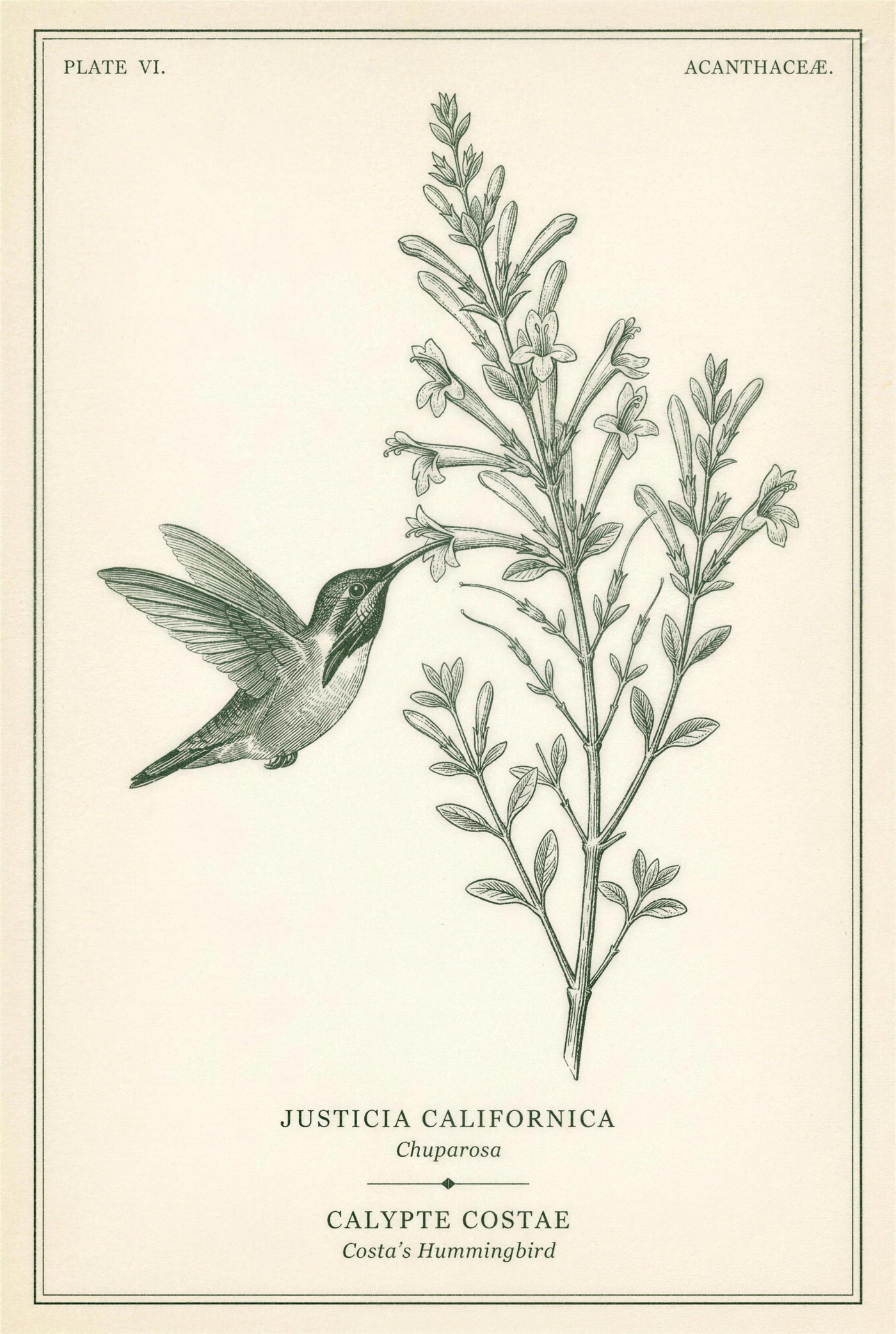 Botanical plate of chuparosa in flower with a Costa's hummingbird feeding at a tubular bloom