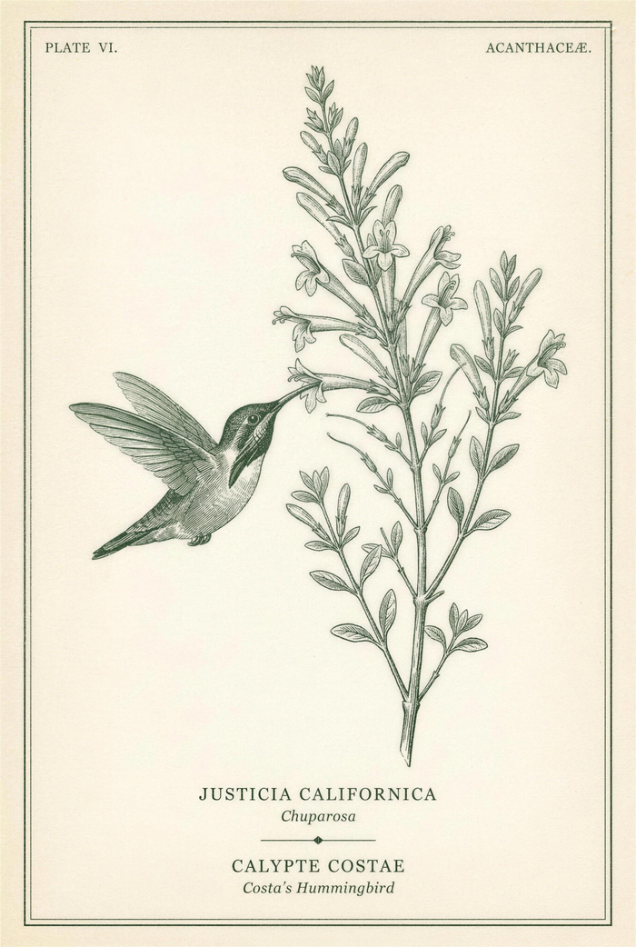 Botanical plate of chuparosa in flower with a Costa's hummingbird feeding at a tubular bloom