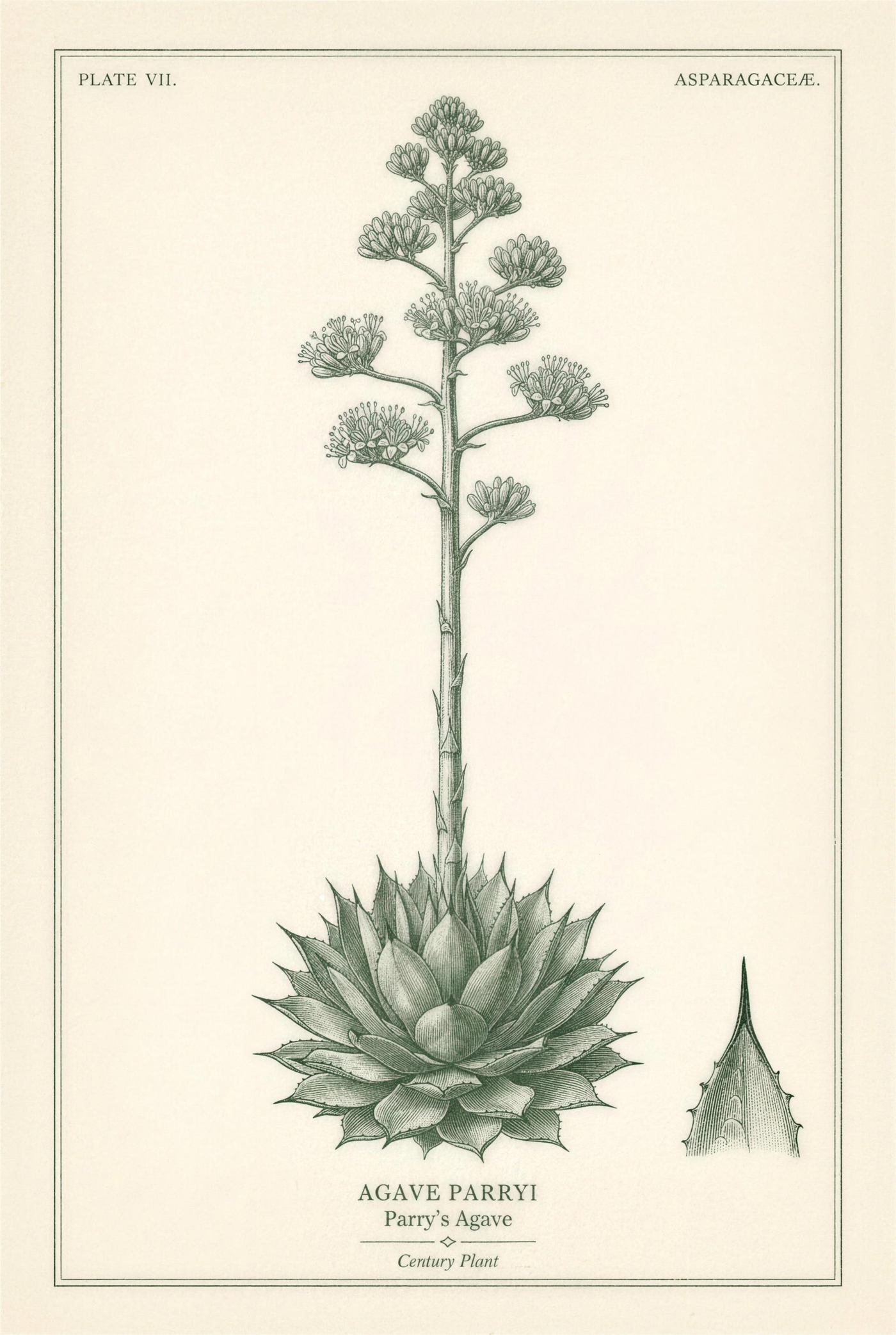 Botanical plate of Parry's agave showing the full flowering stalk above the leaf rosette, with a detail study of a single spined leaf