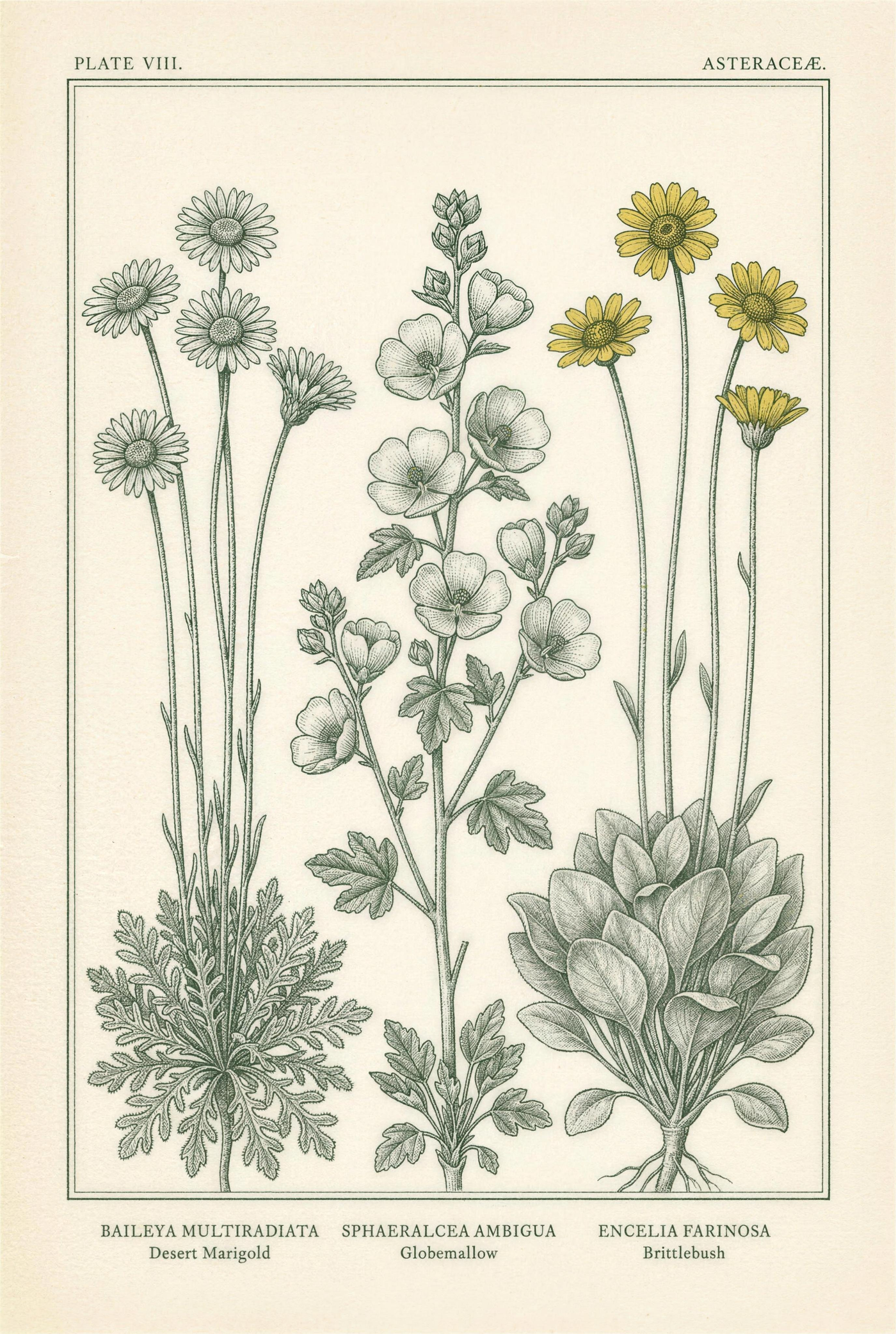 Botanical plate of three Sonoran spring wildflowers side by side: desert marigold, globemallow, and brittlebush in yellow bloom